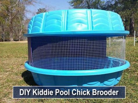 DIY Kiddie Pool Chick Brooder - easy & affordable solution... #chicken #homestead #homesteading Diy Kiddie Pool, Chicken Brooder Box, Chick Brooder, Brooder Box, Urban Chicken Farming, Chicken Brooder, Portable Chicken Coop, Chicken Pen, Urban Chickens