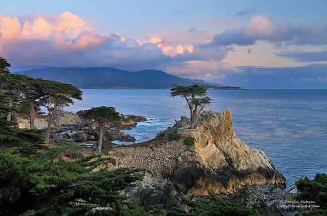 Only The Lonely - Monterey Cypress

Standing like a sentinel, battered and pounded by Pacific storms as they move eastward across California the Lone Cypress was once part of a large forest of Monterey cypress trees which lined the coast of central California but are now limited to two small groves near Monterey and Carmel.

This famous 250 year old icon of California stands rooted in to a surf pounded rock and has even survived an arson attempt which prompted the Pacific Beach Golf Club to Monterey Cypress Trees, Lone Cypress, Monterey Cypress, Monterey California, Beach Golf, Pacific Grove, Central California, Visit California, Cypress Trees