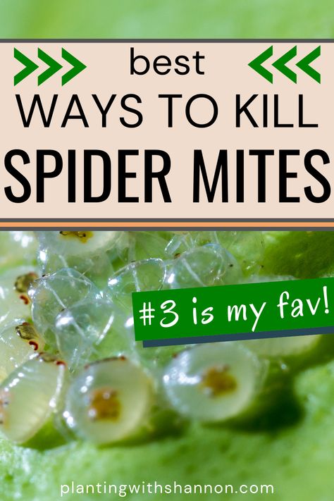 Spider Mites On Plants, Bed Bugs Essential Oils, Neem Oil For Plants, Huge Spiders, Small Trees For Garden, Pest Control Plants, Get Rid Of Spiders, Outside Plants, Tropical Backyard