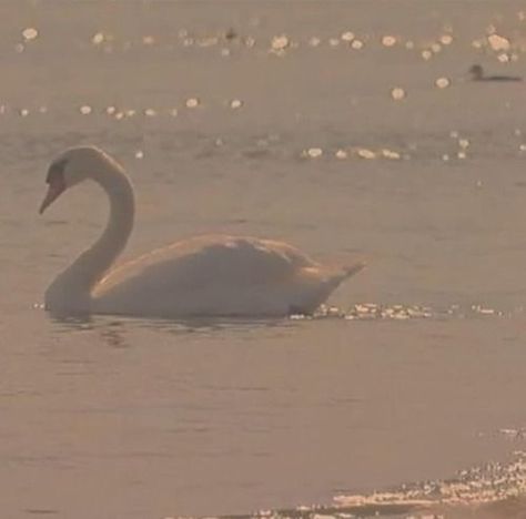 Ethereal Aesthetic, Angel Aesthetic, White Swan, Beige Aesthetic, Swan Lake, Brown Aesthetic, Nature Aesthetic, White Aesthetic, Softies