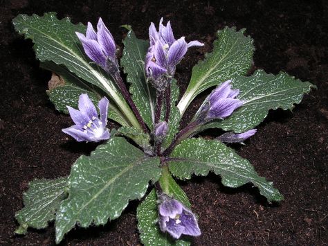 Mandrake Flower, Poison Path, Mandrake Plant, Psychoactive Plants, Natural Plant Food, Pagan Magic, Sacred Garden, Dark Garden, Goth Garden