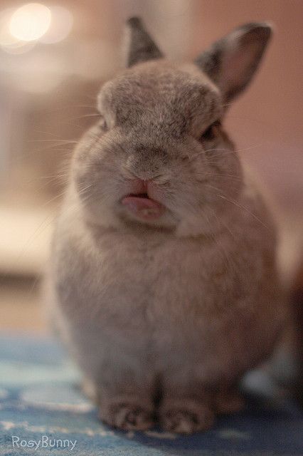 Benny And Joon, Grumpy Bunny, Little Bunny Foo Foo, Young Rabbit, Beautiful Rabbit, Fluffy Bunny, Bunny Pictures, Hive Mind, Grumpy Cat