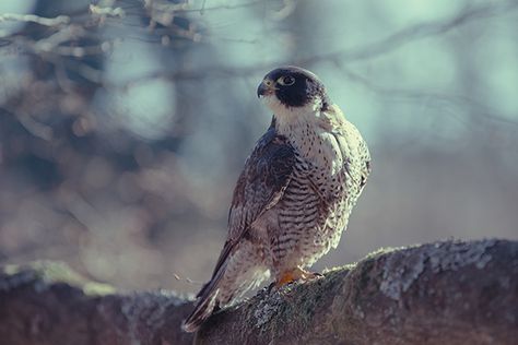 Peregrine Falcon on Behance Falcon Aesthetic, Peregrine Falcon Aesthetic, Falcon Aesthetic Marvel, Falcon Peregrine, Peregrine Falcon Logo, Falcon Aesthetic Bird, Peregrine Falcon Illustration, Miss Peregrines Home For Peculiar, Fantastic Voyage