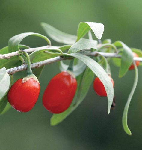 It’s a slow process to grow Goji berries from seed, but once plants are established, they are highly productive. Plants will produce some fruit in the second year of growth, but from year three on, each plant will provide for healthful harvests of Goji berries. Latin Lycium barbarum Family: Solanaceae Difficulty Moderately difficult Season & Zone Exposure: Full sun Zone: 3-10 – Goji dislikes extreme cold or heat Timing Sow indoors about 6 to 8 weeks before the last frost. That’s early to m Growing Goji Berries, Gogi Berries, Shanghai Express, Super Foods List, Seed Starting Mix, Side Yards, Seed Pack, Goji Berry, Fruit Seeds