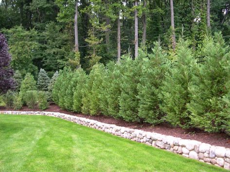 Backyard Privacy Landscaping, Landscaping For Privacy, Plants For Privacy, Natural Privacy Fences, Screening Plants, Shrubs For Privacy, Privacy Plants, Privacy Landscaping, Landscaping Business