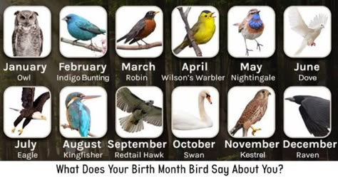 Bird Zodiac November Symbols, Birthday Symbols, Month Symbols, Birth Month Symbols, Birth Symbols, Leo Constellation Tattoo, Month Meaning, Month Gemstones, Leo Constellation