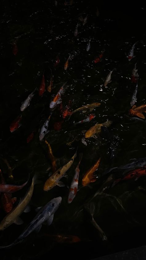 Koi Fish Pond Wallpaper, Black Koi Fish Wallpaper, Dark Koi Fish, Koi Fish Wallpaper, Artists Wallpaper Aesthetic, Koi Wallpaper, Black Koi Fish, Coy Fish, Fish Background