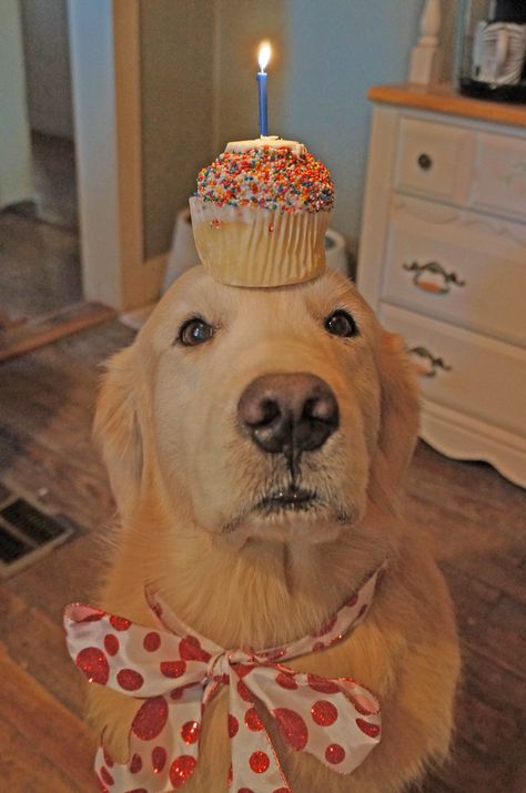 Happy 9th birthday Jack. Happy Birthday Dog Pictures, Happy Birthday Puppy, Golden Retriever Birthday, Golden Puppies, Happy Birthday Dog, Dog Birthday Party, Sweet Dogs, Dog Birthday, Dog Photography