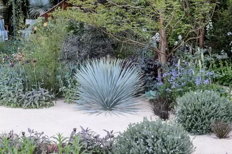 Small Garden Shrubs, Garden Shrubs Evergreen, Yucca Rostrata, Mediterranean Garden Design, Provence Garden, Gravel Landscaping, Front Garden Design, Dry Garden, Gravel Garden