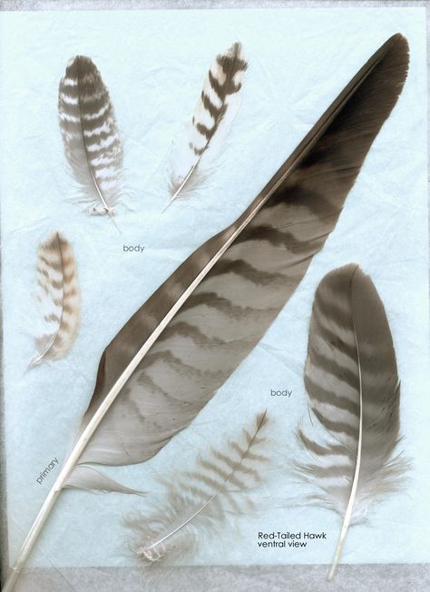 Hawk Images, Red Tail Hawk Feathers, Feather Identification, Feathers Tattoo, Hawk Feather, Red Tail Hawk, Feather Meaning, Hawk Feathers, Wood Feather