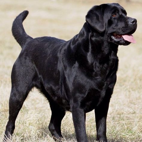 English Labrador, Search And Rescue Dogs, Assistance Dog, Black Labrador Retriever, Lab Dogs, Labrador Retriever Puppies, Black Labs, Labrador Retrievers, Lab Puppies