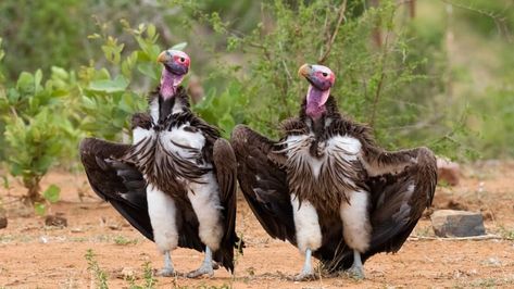 Comedy Wildlife Photography Awards 2022 finalists announced | CNN Travel Proboscis Monkey, Comedy Wildlife Photography, Gentoo Penguin, Fun Animals, Elephant Seal, Photo Awards, Lion Cub, Kruger National Park, Wildlife Photos