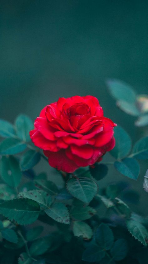 Download wallpaper 1350x2400 rose, bud, red, bush, blur, leaves iphone 8+/7+/6s+/6+ for parallax hd background Rose Hd Wallpapers, Flower Hd Wallpaper, Rose Flower Hd, Rose Hd, Flower Hd, Red Roses Wallpaper, Roses Wallpaper, Hd Wallpapers, Red Rose