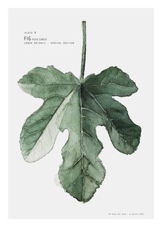 ficus carica leaf drawing | fig tree drawing - Google Search | Fig Leaf | Pinterest ... Green Fig, Minimalist Watercolor, Deer Art, Leaf Drawing, Fig Leaves, Tree Drawing, Watercolor Leaves, Leaf Nature, Landscape Wall Art