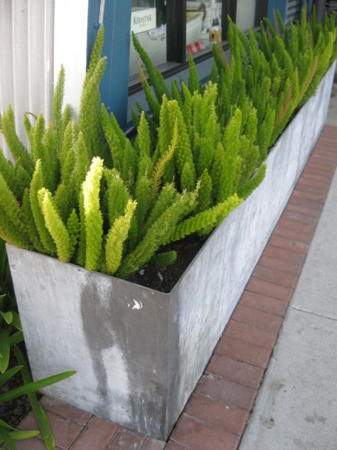 Fox Tail Ferns in Metal Planter Fox Tail Plant, Front Yard Tree Landscaping, Trees For Front Yard, Shade Tolerant Plants, Asparagus Fern, Fox Tail, Side Garden, House Plants Decor, House Landscape