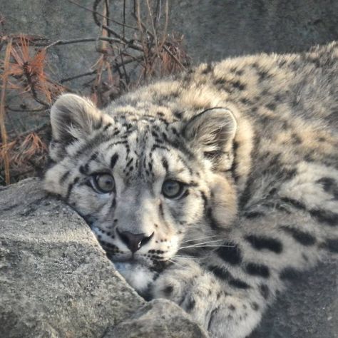 snow leopard Snow Leperds, Snow Leopard Aesthetic, Snow Leopard Pictures, Cute Animals Puppies, White Leopard, Super Cute Animals, Pretty Animals, Fluffy Animals, Snow Leopard