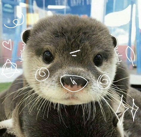 Cute Otter Aesthetic, Aesthetic Otter, Otter Icon, Otter Therian, Otter Pfp, Baby Sea Otters, Therian Pfp, Otters Cute, Cute Ferrets