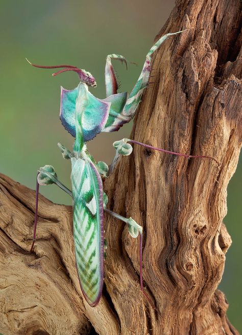 Flower Mantis, Weird Insects, Orchid Mantis, Cool Insects, Cool Bugs, Beautiful Bugs, Praying Mantis, Creepy Crawlies, Insect Art