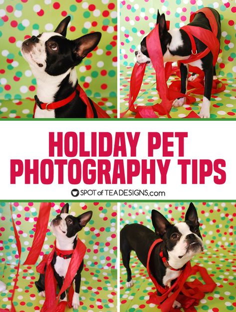 Pet Christmas Portraits, Pet Christmas Cards Ideas, Christmas Pet Photo Ideas, Dog Christmas Photoshoot Ideas, Christmas Photo Ideas With Dogs, Diy Dog Christmas Photoshoot, Dog Holiday Photoshoot, Christmas Picture Ideas With Dogs, Cat Christmas Pictures