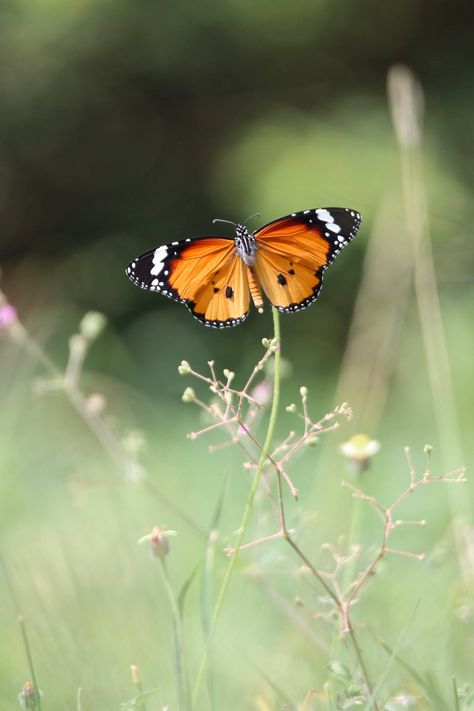 Plain Tiger Butterfly, Conservation Poster, Spotted Turtle, Tiger Butterfly, Red Veins, Short Plants, Farm Field, Wild Grass, Western Ghats