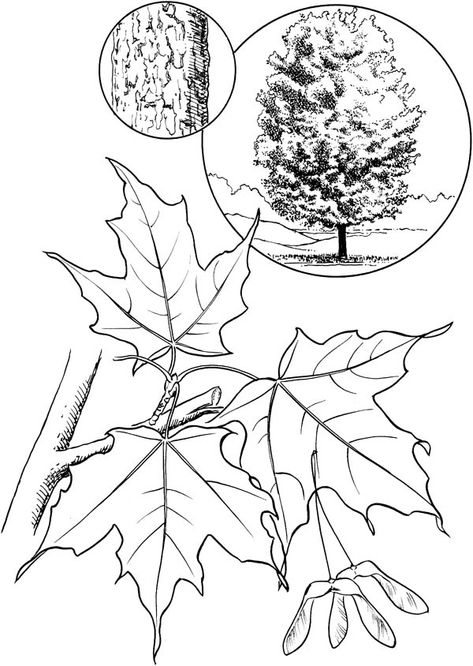 Maple Leaf Drawing, E.t Tattoo, Stitch Coloring Pages, Leaf Coloring Page, Coloring Pages Winter, Tree Identification, House Colouring Pages, Amaryllis Flowers, Tree Sketches