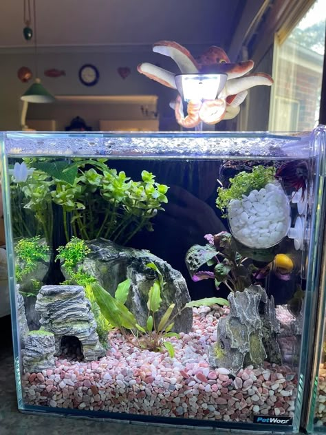 Small Betta Tank, Simple Fish Tank, Hardscape Aquarium, Beta Tank, Cool Fish Tank Decorations, Betta Tanks, Betta Fish Ideas, 10 Gallon Fish Tank, Fish Aquarium Decorations