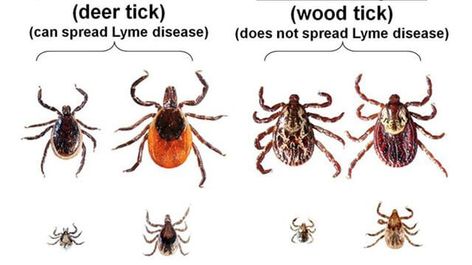 Tick season is upon us, so although you might want to venture in the great outdoors, there are some things you need to know first. If you haven’t already heard about Lyme disease, it is an inflammatory infection that speaks to humans through tick bites. It is caused by borrelia bacteria, which commonly infects animals … Deer Tick Bite, Ticks On Humans, Wood Tick, Types Of Ticks, Male Vs Female, Deer Ticks, Tick Removal, Tick Bite, Tick Repellent