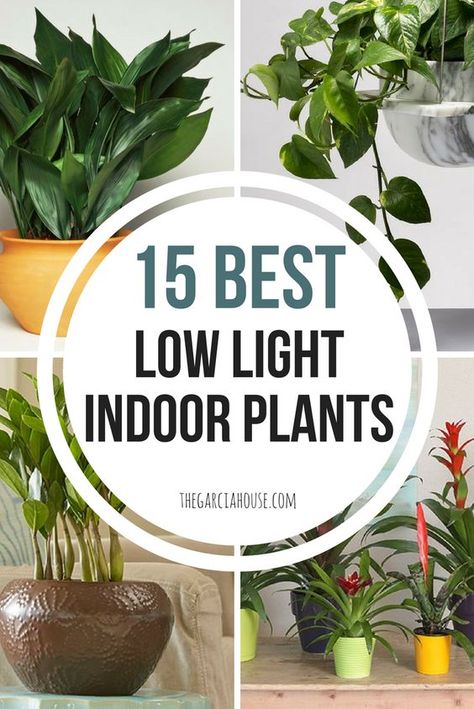 Looking for plants that can grow in your darkest rooms? Check out my list of the 15 best low light indoor plants! These plants need little to no sun light! Bathroom Plants Low Light, Low Light House Plants, Indoor Plants Low Light, Hanging Plants Diy, Low Light Indoor Plants, Trendy Plants, Hanging Plants Indoor, Inside Plants, Best Indoor Plants