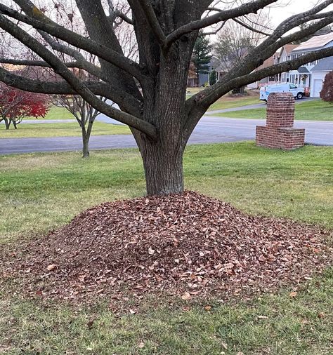 Mulch Volcanoes Kill Trees – Maryland Grows Mulch Alternatives, Types Of Mulch, Fall Container Gardens, Lawn Alternatives, Plant Problems, Dry Plants, University Of Maryland, Master Gardener, Soil Improvement