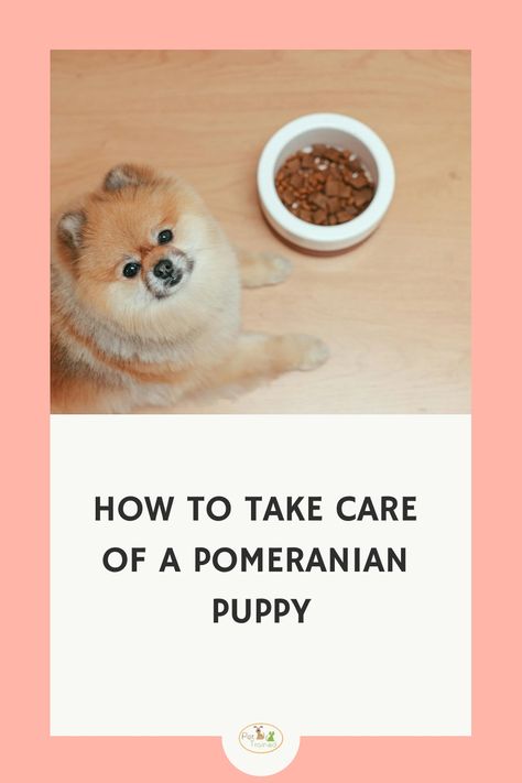 Did you recently acquire a pomeranian? Learn u how to take care of your Pomeranian puppy. Learn potty training, Sleep, Barking tips and more. Training A Pomeranian Puppy, Pomeranian Puppy Training, Pomeranian Training, Puppy Playpen, Crate Training Puppy, Pom Dog, Leash Training, Dog Tips, Dog Hacks