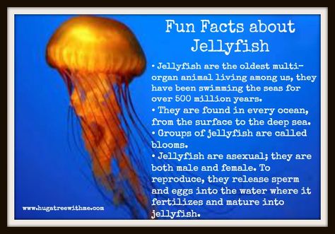 Baby jellies start out binding to a surface, like coral or rock and grow into a polyp tree where once it is mature enough, the small jellyfish detaches from the tree and grows and reproduces to start the cycle over again. Wicked stuff. The Thing About Jellyfish, Jelly Fish Facts, Jellyfish Quotes Beautiful, Small Jellyfish, Jellyfish Quotes, Jellyfish Species Poster, Facts About Jellyfish, Poems About Jellyfish, Jellyfish Fun Facts