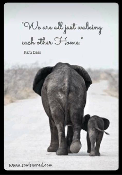 Elephant Quotes, Dogs Home, Funny Elephant, Elephants Never Forget, Dogs Stuff, Elephant Lover, Elephant Love, An Elephant, Animal Quotes