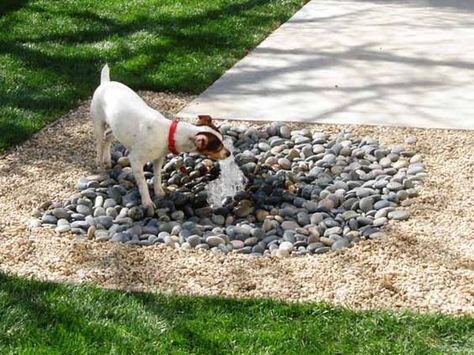 Dog Sensory Garden, Dog Yards, Dog Yard Ideas, Pet Friendly Yard, Backyard Dog Area, Dog Play Area, Dog Friendly Garden, Dog Friendly Backyard, Dog Backyard