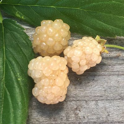 Rubus 'Snowbank' - White Blackberry - Rubus 'Snowbank' is an unusual blackberry with translucent, white fruit said to taste just like a black blackberry. Blackberry Plant, Halloween Lunch Box, Blackberry Plants, Growing Blackberries, Autumn Olive, White Fruit, Berry Plants, Berry Bushes, Backyard Flowers