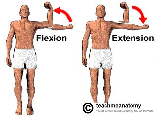 Some movements of synovial joints are flexion and extension. Flexion decreases a joint angle; for example - bending of the elbow.  Extension is a movement that straightens the joint. It normally will return the body part back to zero position. For example, straightening the elbow can be an example of extension. Hyperextension is extending a joint beyond the zero position. Synovial Joints, Flexion And Extension, Anatomical Terms, Anatomy Images, Physical Therapy Assistant, Yoga Facts, Nursing Student Tips, Sports Therapy, Adaptive Equipment