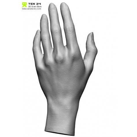 Female Hand Reference, Hand Sculpture Poses, Arm Bone Structure, Hand Bone Structure, Anatomy Proportions, Hands Anatomy, Anatomical Theatre, Simplified Hand Anatomy, Human Anatomy Female