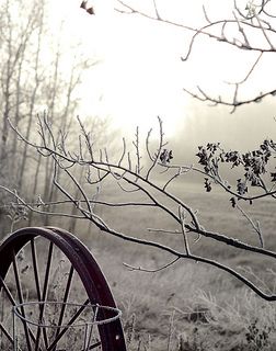 Frosty Morning, Winter Morning, Winter's Tale, Winter Beauty, Foto Art, Winter Wonder, Fine Art Photo, Winter Garden, Winter Scenes