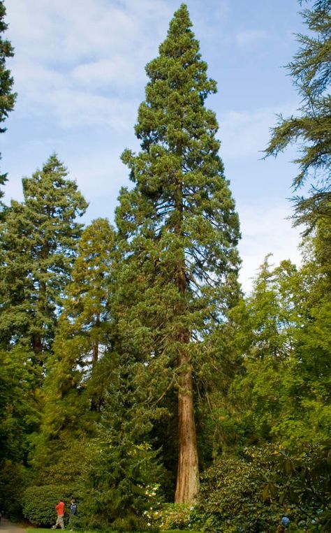 Juniper Landscaping, Redwood Tree Tattoo, Redwood Tattoo, Chinese Garden Design, University Of Redlands, Sequoia Sempervirens, Tree Types, Coastal Redwood, Coast Redwood