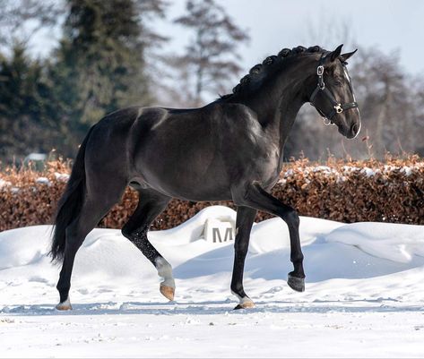 Black Warmblood, Horse Wallpapers, Dutch Warmblood, Warmblood Horses, Horse Facts, Horse Dressage, Black Stallion, Horse Wallpaper, Horse Aesthetic