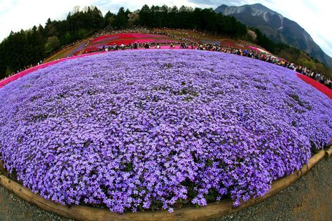 Steep Hill Landscaping, Evergreen Ground Cover Plants, Steep Hillside Landscaping, Backyard Hill Landscaping, Sloped Backyard Landscaping, Landscaping On A Hill, Sloped Yard, Sloped Backyard, Landscaping Retaining Walls