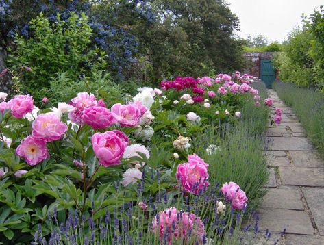 Peony Garden Design, Peony Border, Peony Flower Garden, Pond Decorations, Fine Gardening Magazine, Landscape Borders, Peony Garden, Planting Peonies, Henley On Thames