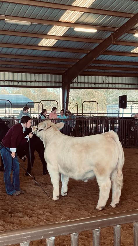 Showing Livestock Outfits, Cute Showing Livestock Outfits, Livestock Show Outfits Pigs, Show Cow Aesthetic, Livestock Show Outfits, 4h Pigs, Steer Showing, Stockshow Outfits, Livestock Pictures