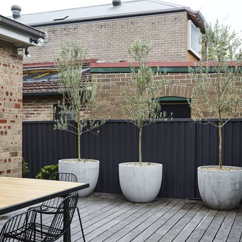 Concrete grey Tubs and Olive Trees go together like a..... Olive Trees Landscape, Olivier En Pot, Olive Trees Garden, Potted Olive Tree, Low Water Gardening, Potted Plants Outdoor, Olive Trees, Potted Trees, Courtyard Garden