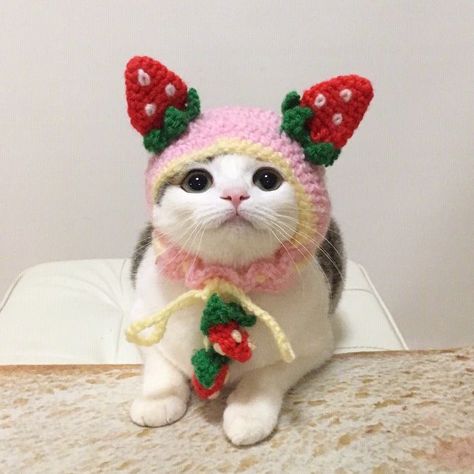 Cats With Hats, Cat Hats, Cats In Hats, Crochet Inspo, Cat Lady, Cute Stuff, Crochet Ideas, A Cat, Cute Things