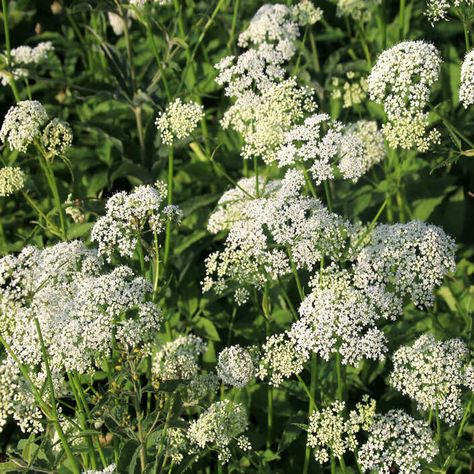 Cow parsley / RHS Gardening Parsley Flower, Cow Parsley, Garden Weeds, Cut Flower Garden, Native Garden, Flower Names, Beneficial Insects, May Flowers, Natural Medicine