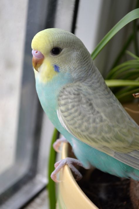 Male budgie baby. Isane viirpapagoi tibu. Rainbow Budgie, Baby Budgies, Best Pet Birds, Bird Ideas, Budgies Bird, Budgie Parakeet, Parakeets, Funny Birds, Pet Bird