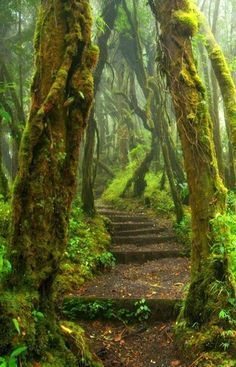 Hoh Rain Forest Trail at Olympic National Park in Washington State … Forest Trail, Forest Path, Olympic National Park, Magical Places, Beautiful Places To Visit, Pretty Places, The Trail, Most Beautiful Places, Oahu