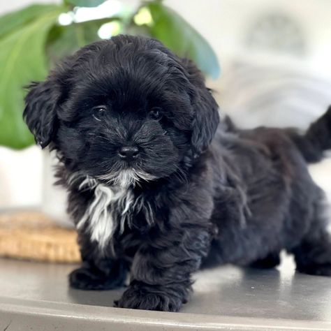 TimberCreek Puppies - Shichon, Shihpoo, Maltipoo Shih Poo Puppies, Shichon Puppies, Big Dogs Breeds, Poodle Mix Puppies, Biggest Dog In The World, Pets Stuff, Shih Tzu Poodle, Maltipoo Puppies For Sale, Biggest Dog