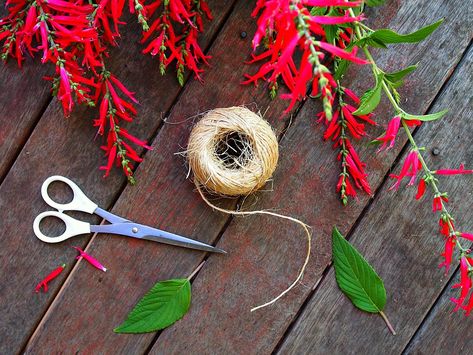 Harvesting and Creating with Pineapple Sage - ramblingtart Pineapple Sage Uses, Sage Uses, Green Capsicum, Making Iced Tea, Sage Plant, Harvesting Herbs, Medicinal Herbs Garden, Pineapple Sage, String Bean