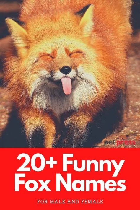 Looking for some funny fox name ideas? Here is a list of over 20 funny and cute fox names that you should consider. Fox Name Ideas, Fox Names, Funny Nicknames, Good Nicknames, Names List, Funny Names, Exotic Animals, Pet Fox, Name List